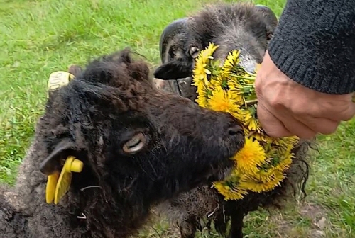moutons